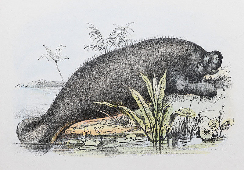 亚马逊海牛(Trichechus inunguis) -复古彩色插图